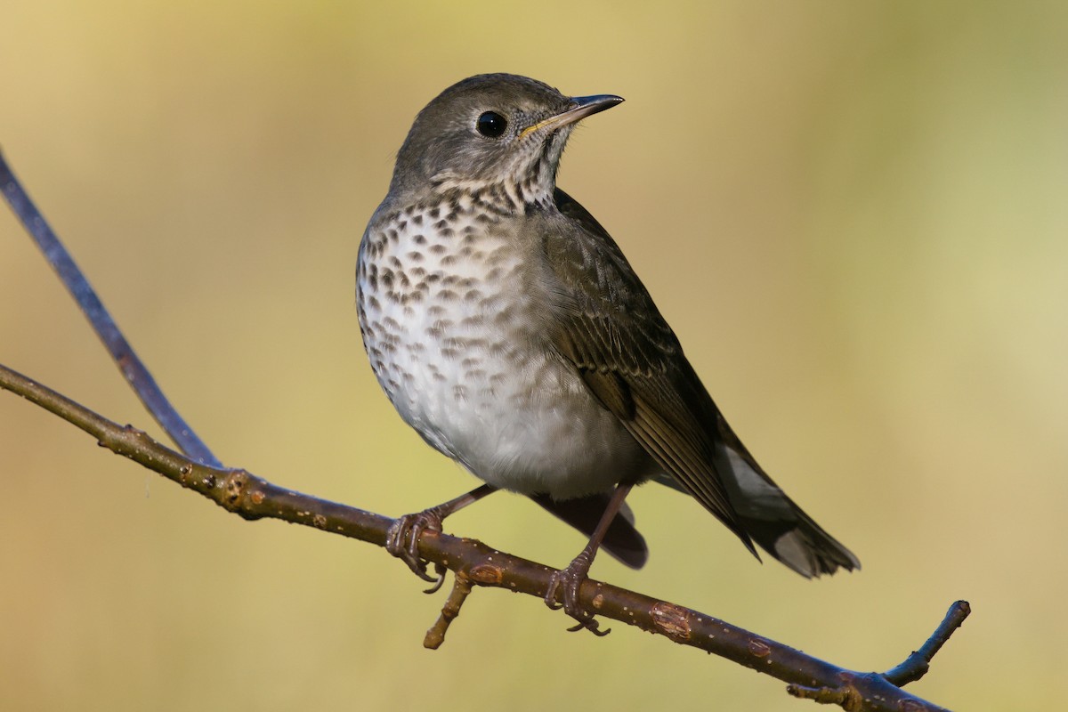 Gray-cheeked Thrush - ML269644421
