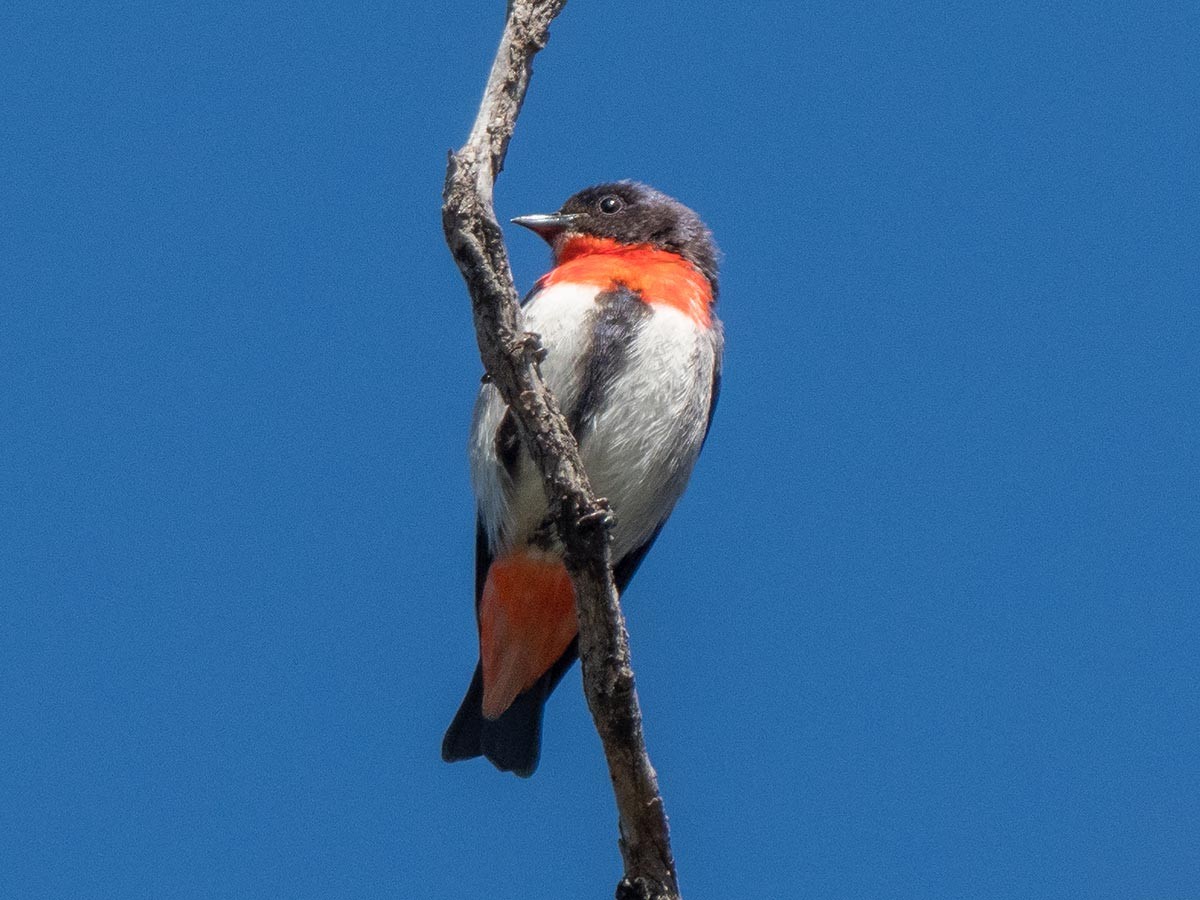 Mistletoebird - ML269645811