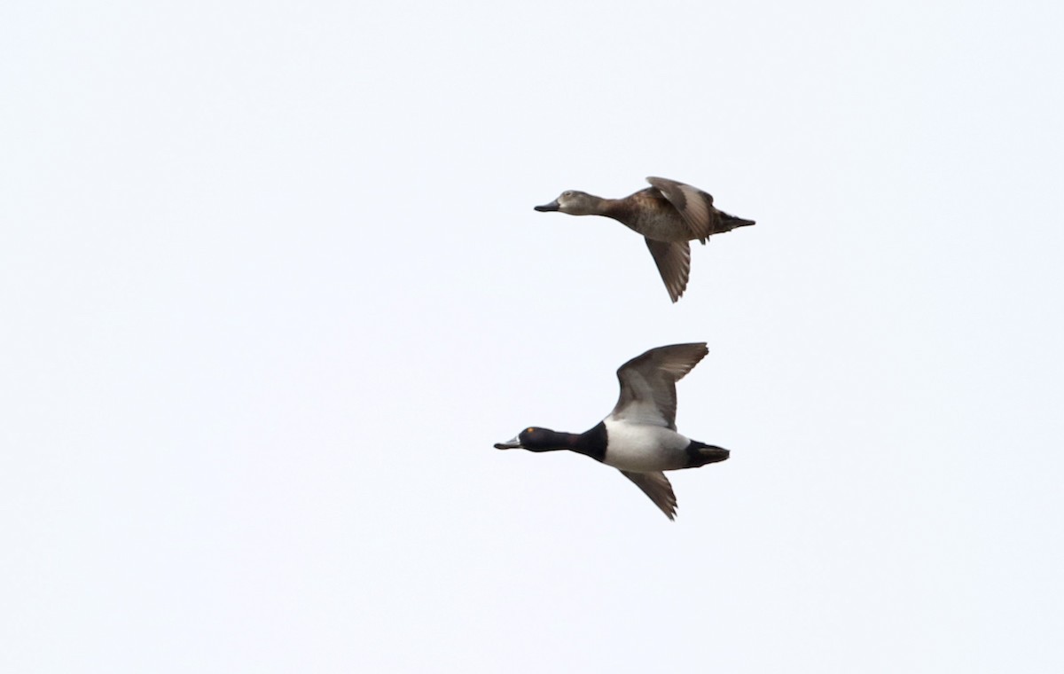 Ring-necked Duck - Jay McGowan