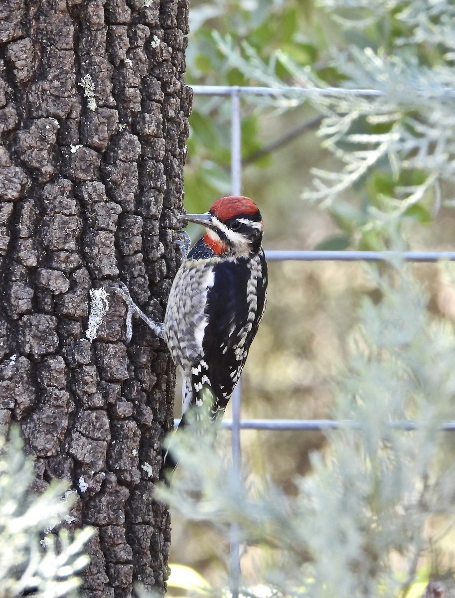 Red-naped Sapsucker - ML269646001