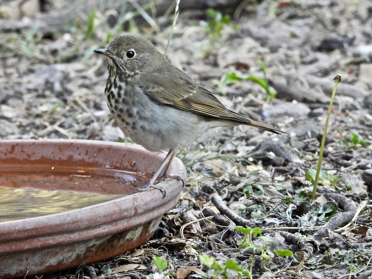 Hermit Thrush - ML269646261