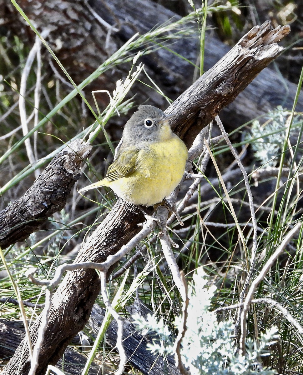 Nashville Warbler - ML269646541