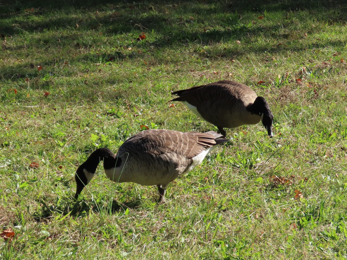 Канад галуу - ML269648081