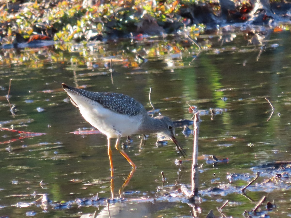 Greater Yellowlegs - ML269649901