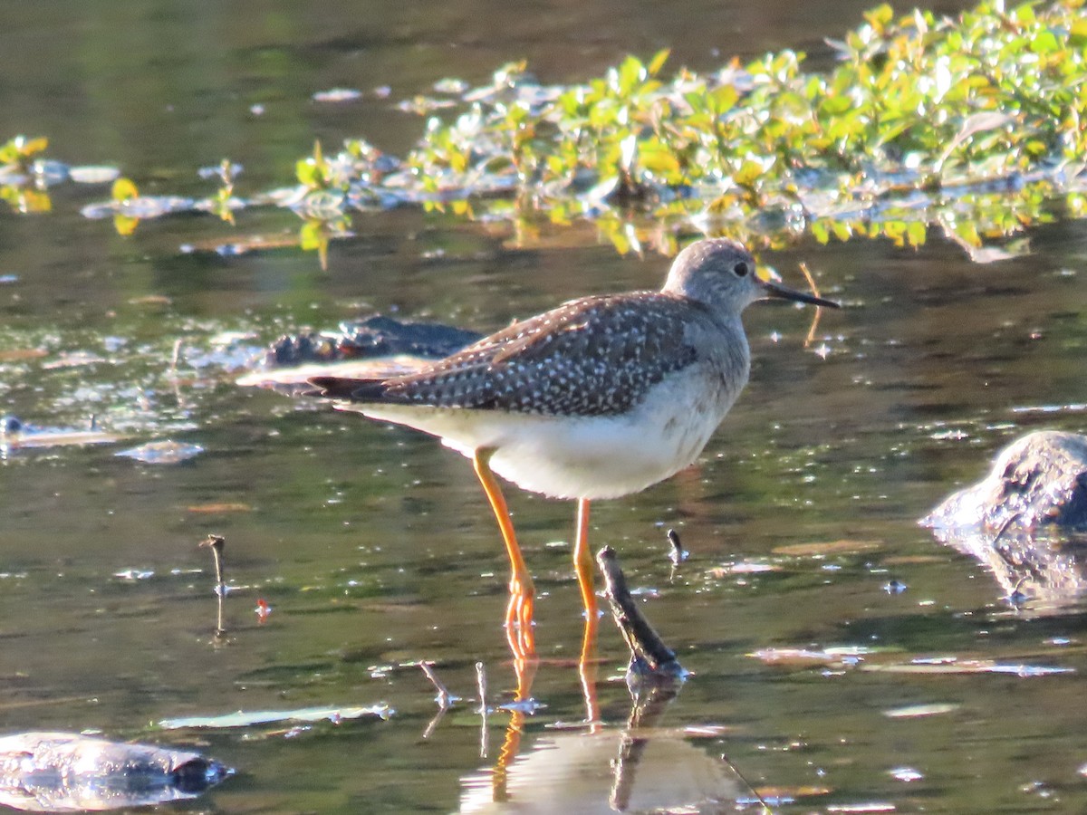 Greater Yellowlegs - ML269649931