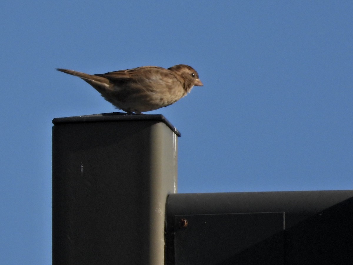 House Sparrow - ML269650051