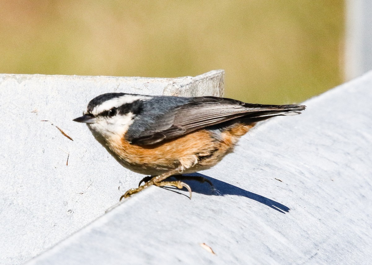 Red-breasted Nuthatch - ML269652401