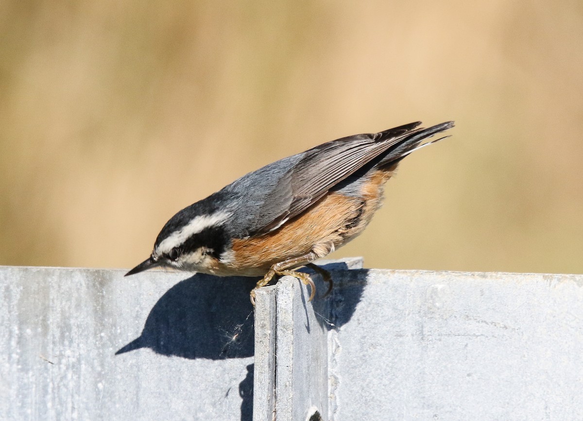 Red-breasted Nuthatch - ML269652421