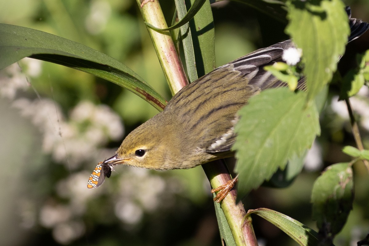 Blackpoll Warbler - Sam Wilson