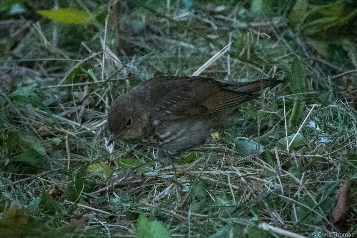 Swainson's Thrush - ML269654491