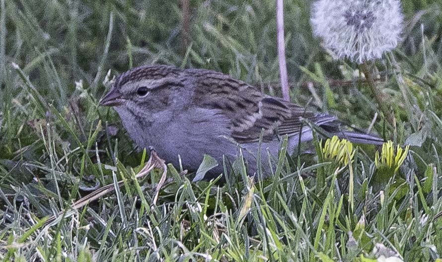 Chipping Sparrow - Jeffrey Barnum