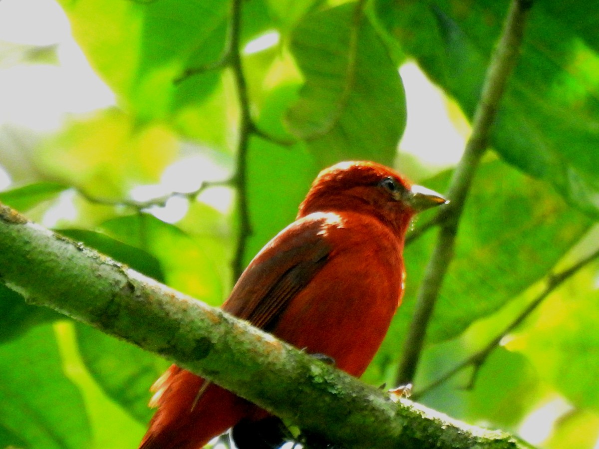 Summer Tanager - ML269655851