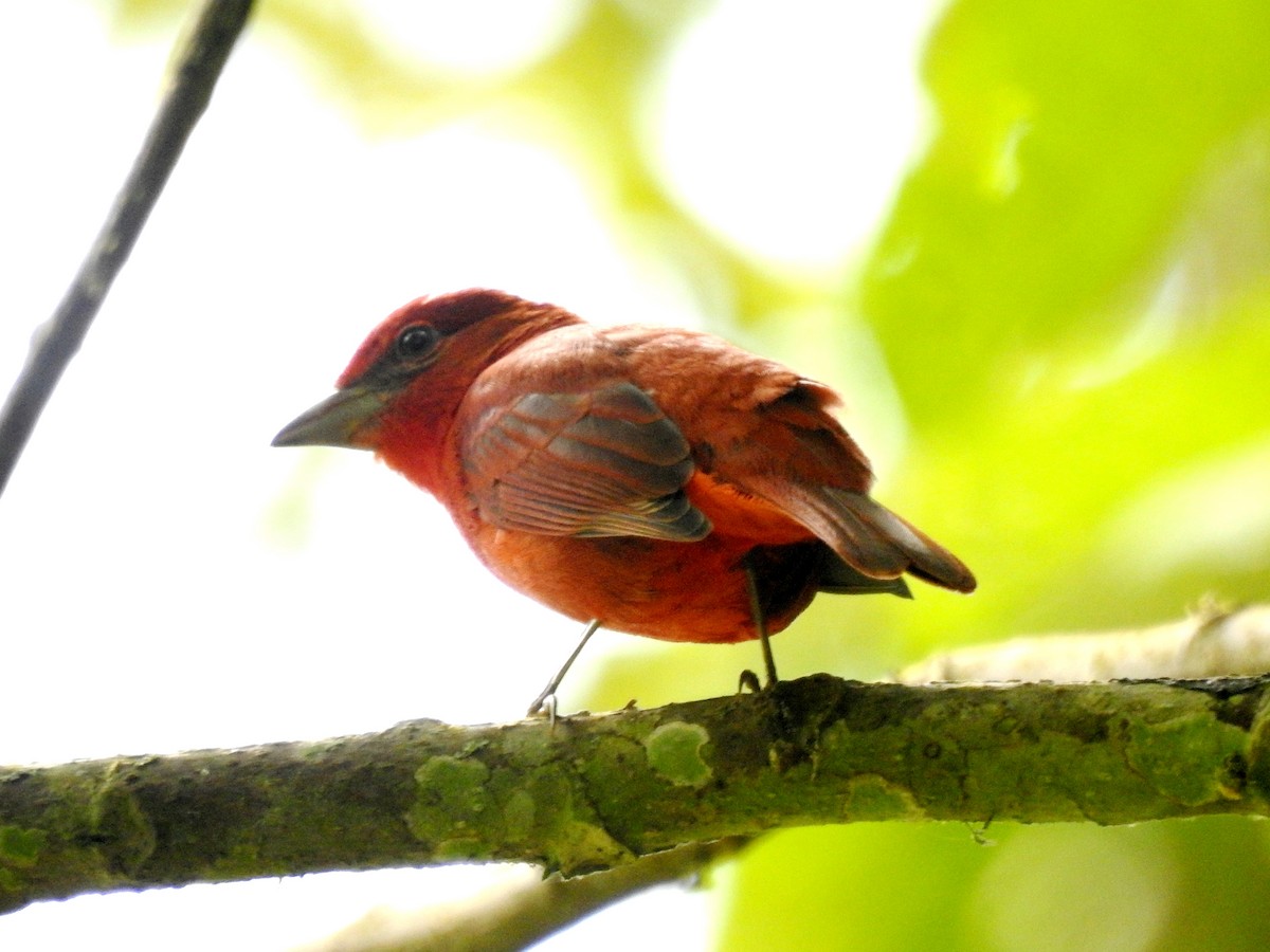 Summer Tanager - ML269655931