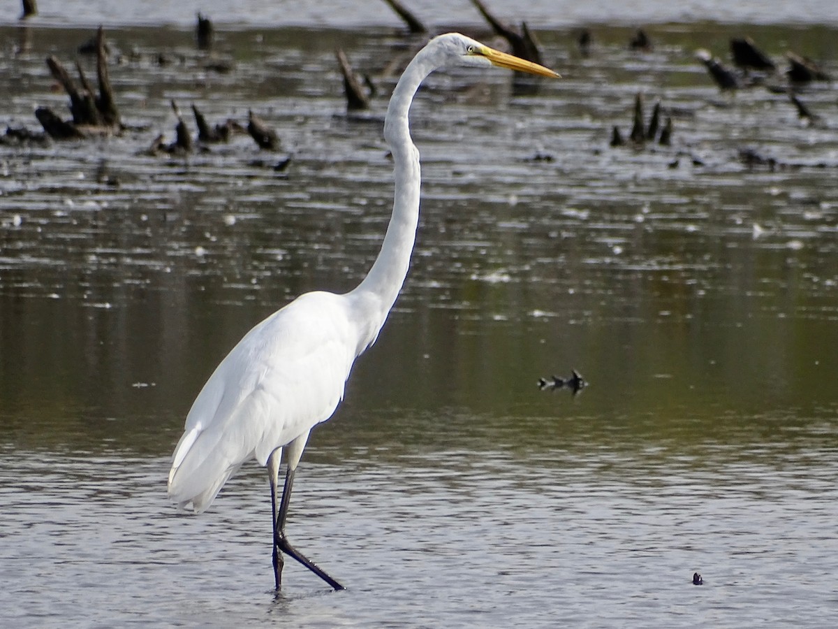 Great Egret - ML269656721