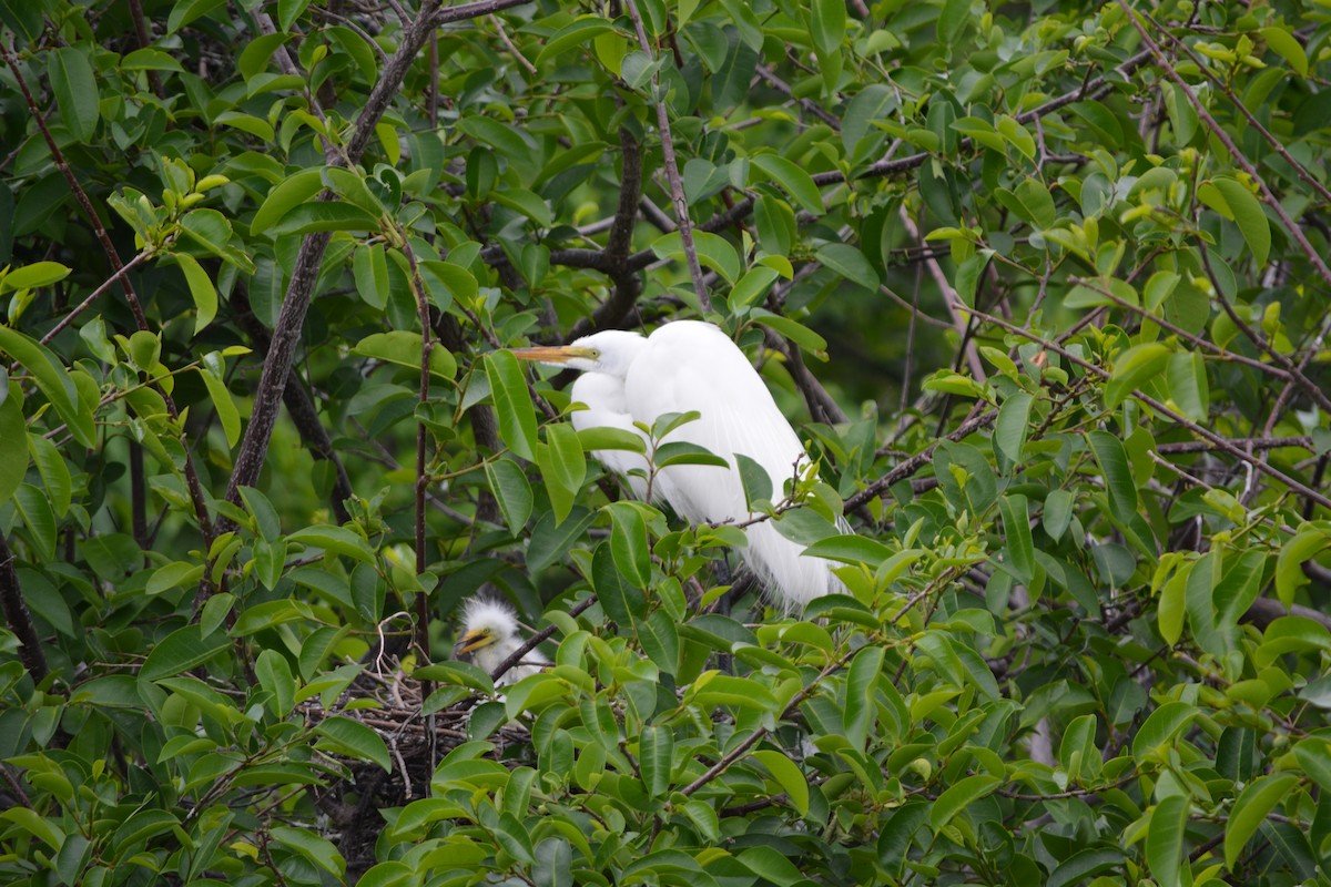 Great Egret - ML26965711