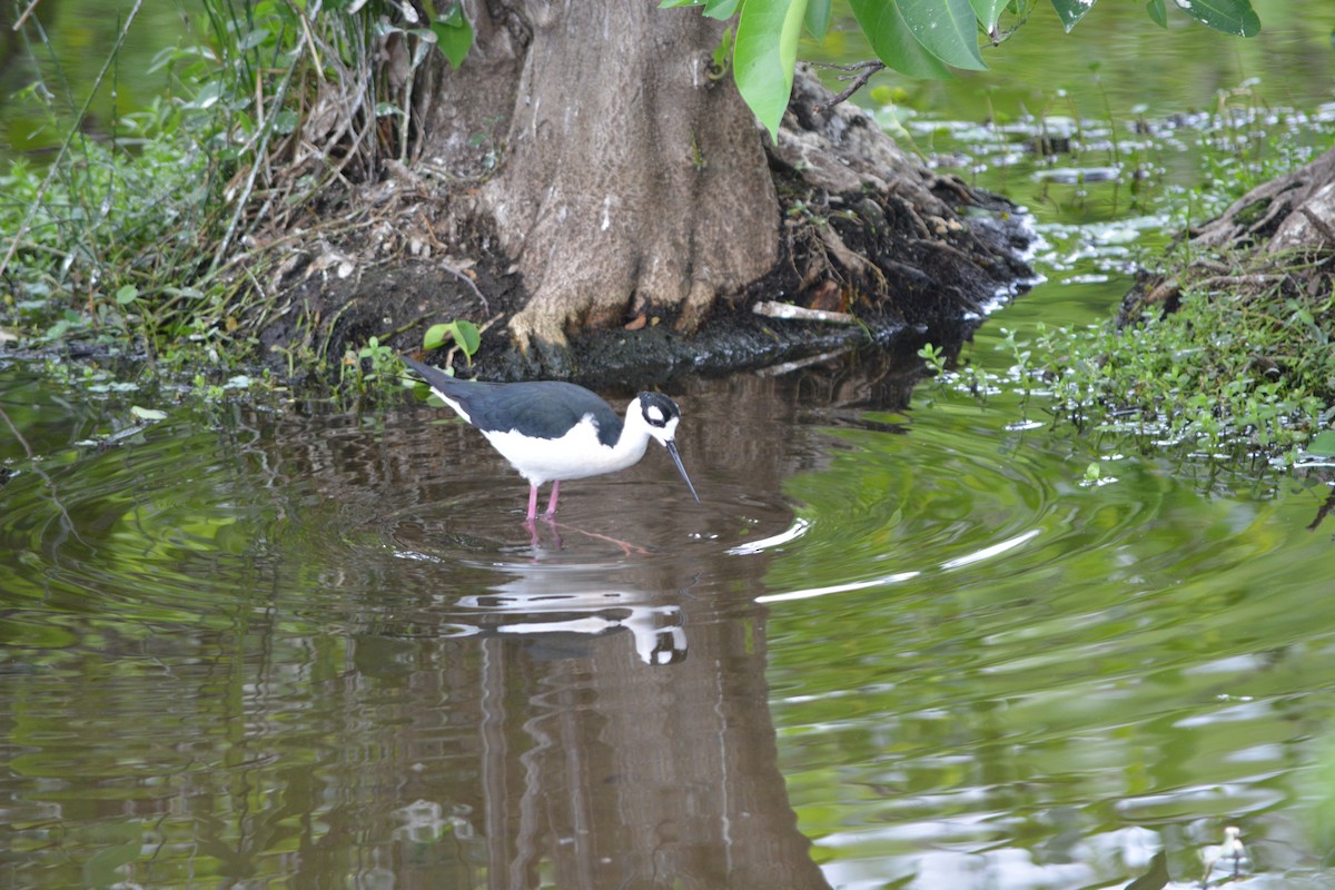 Schwarznacken-Stelzenläufer - ML26965721