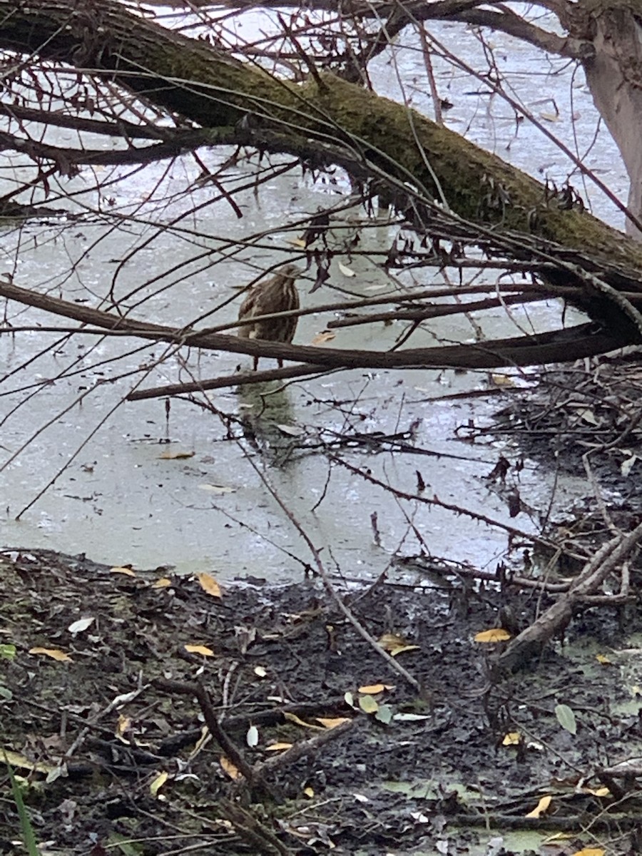 American Bittern - ML269657681