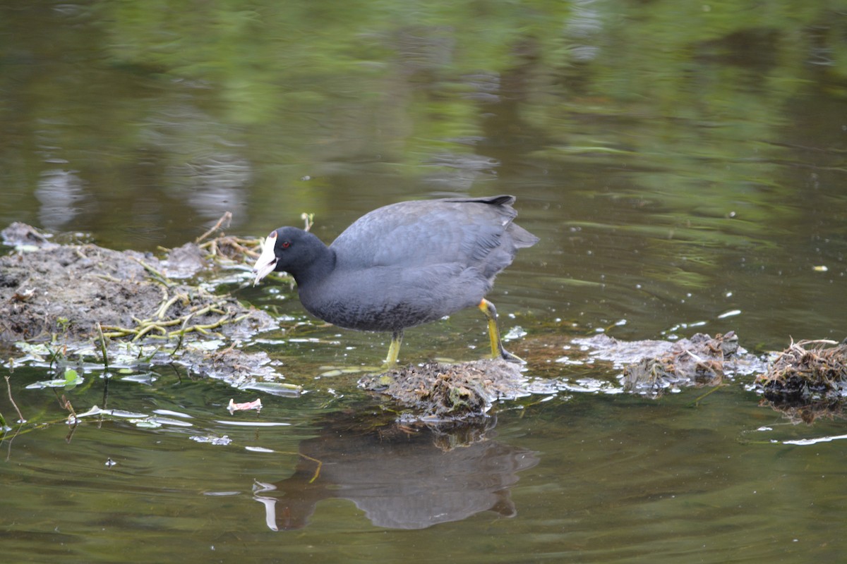 American Coot (Red-shielded) - ML26965801