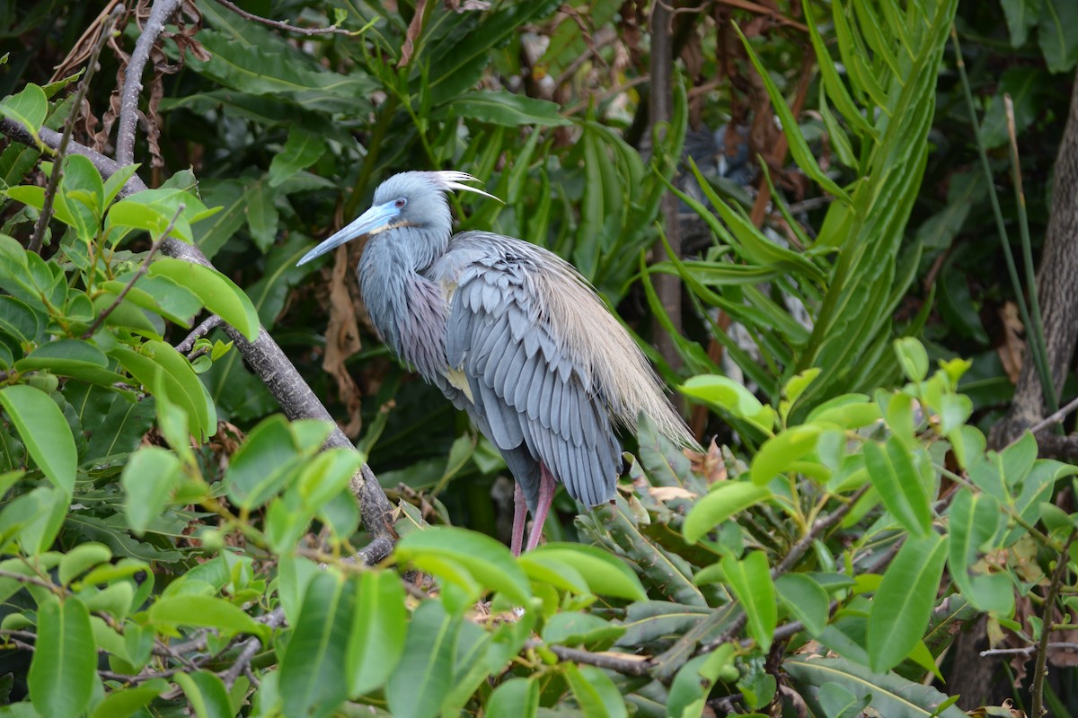 Tricolored Heron - ML26965831