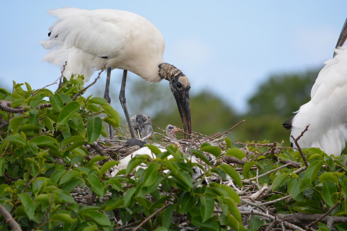 Wood Stork - ML26965841