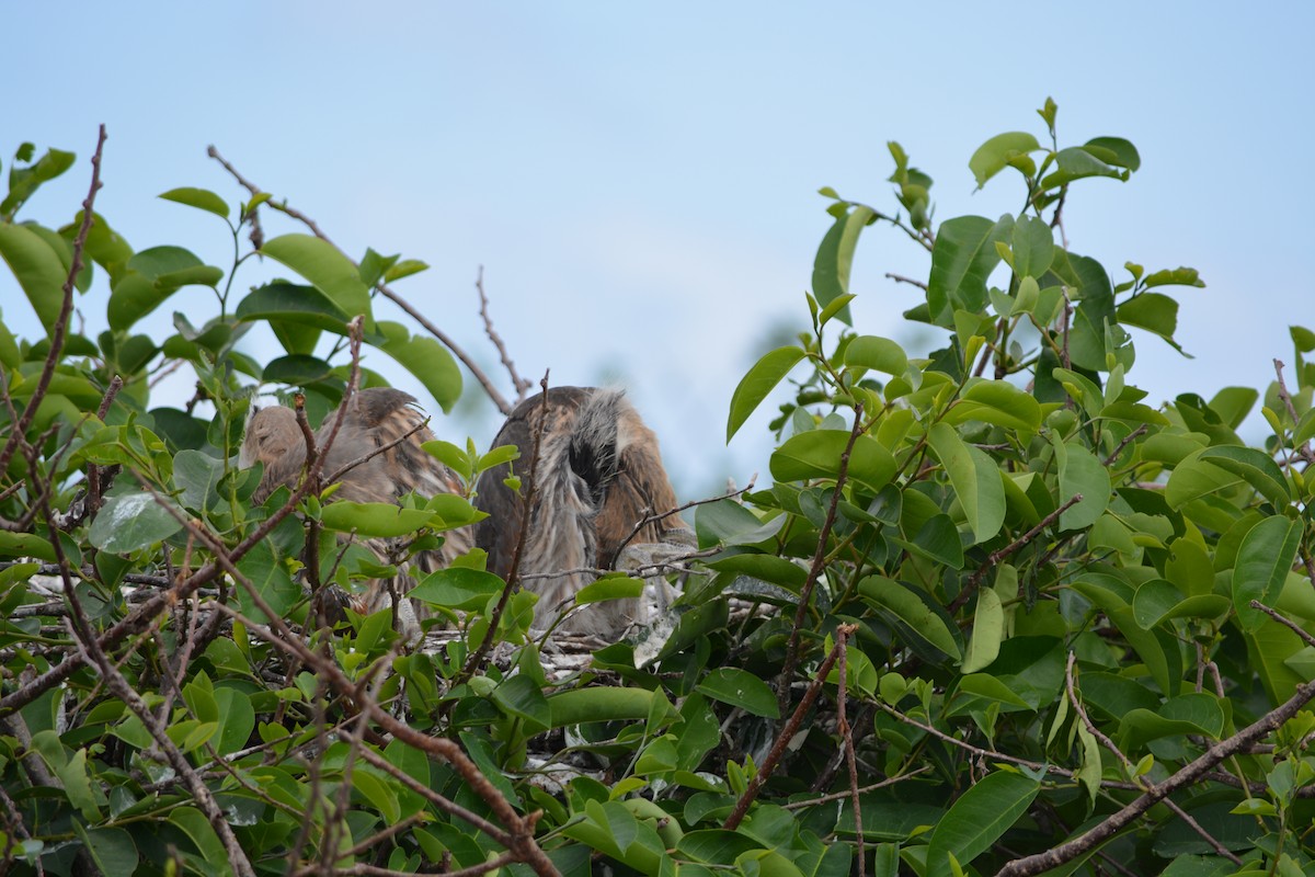 Great Blue Heron (Great Blue) - ML26965861