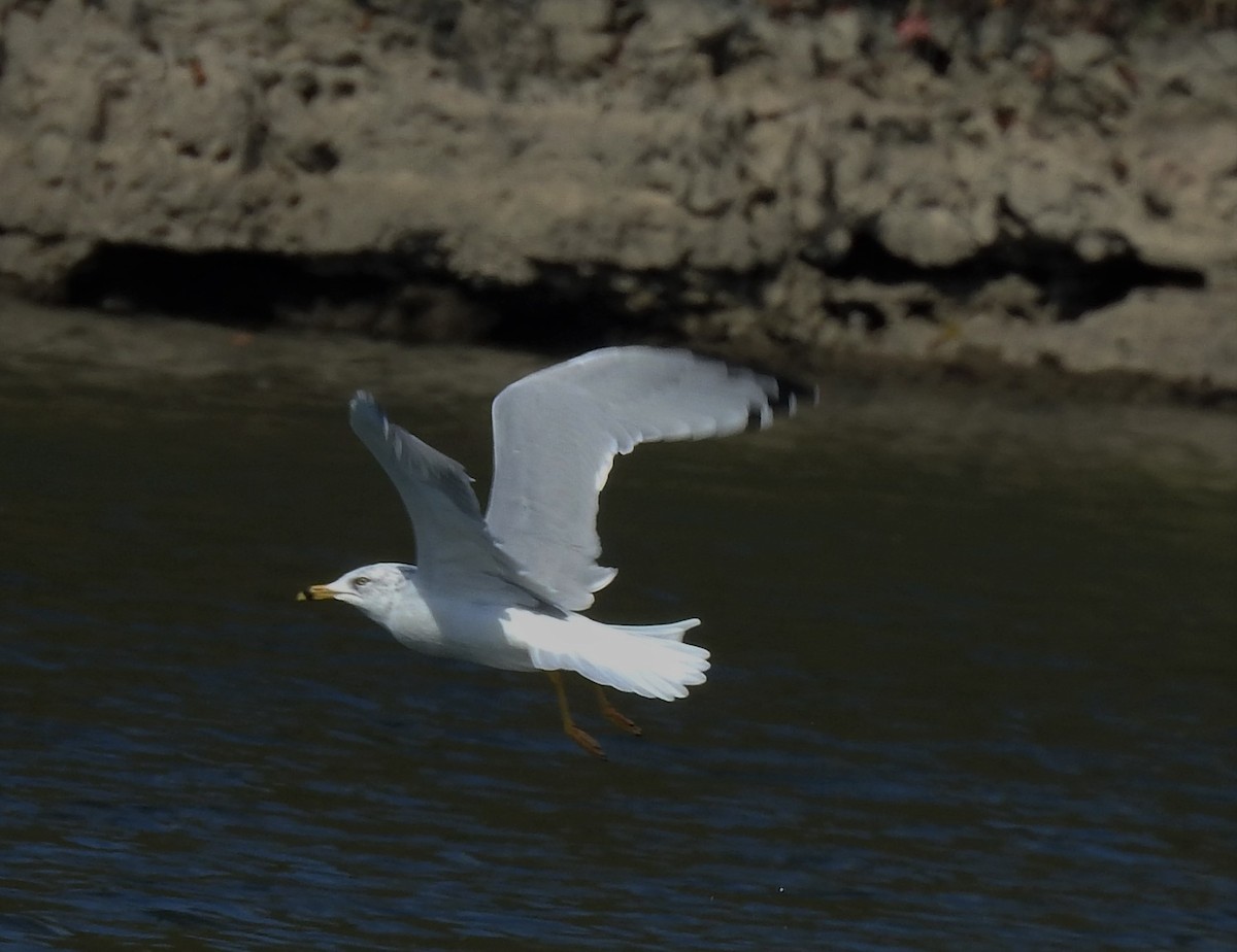 Ring-billed Gull - ML269659021