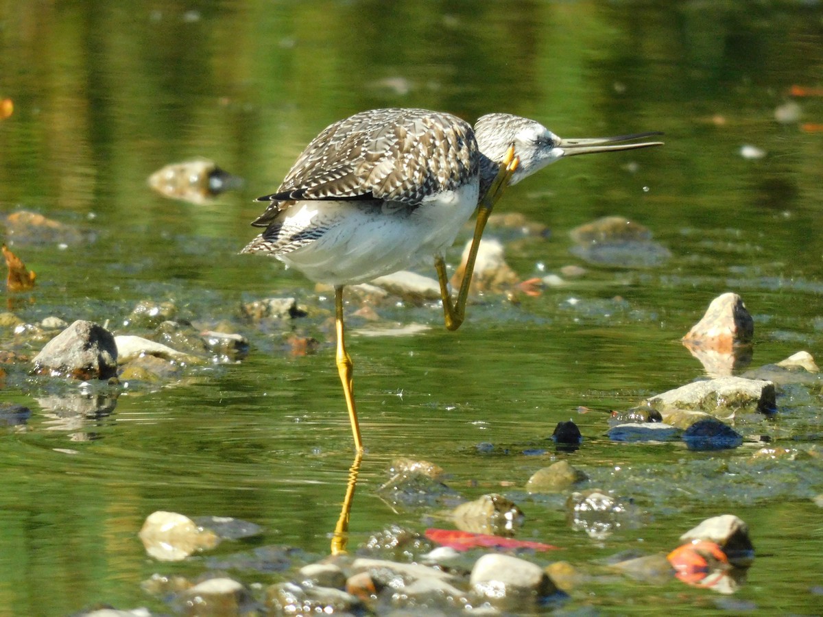 Greater Yellowlegs - Olga C.