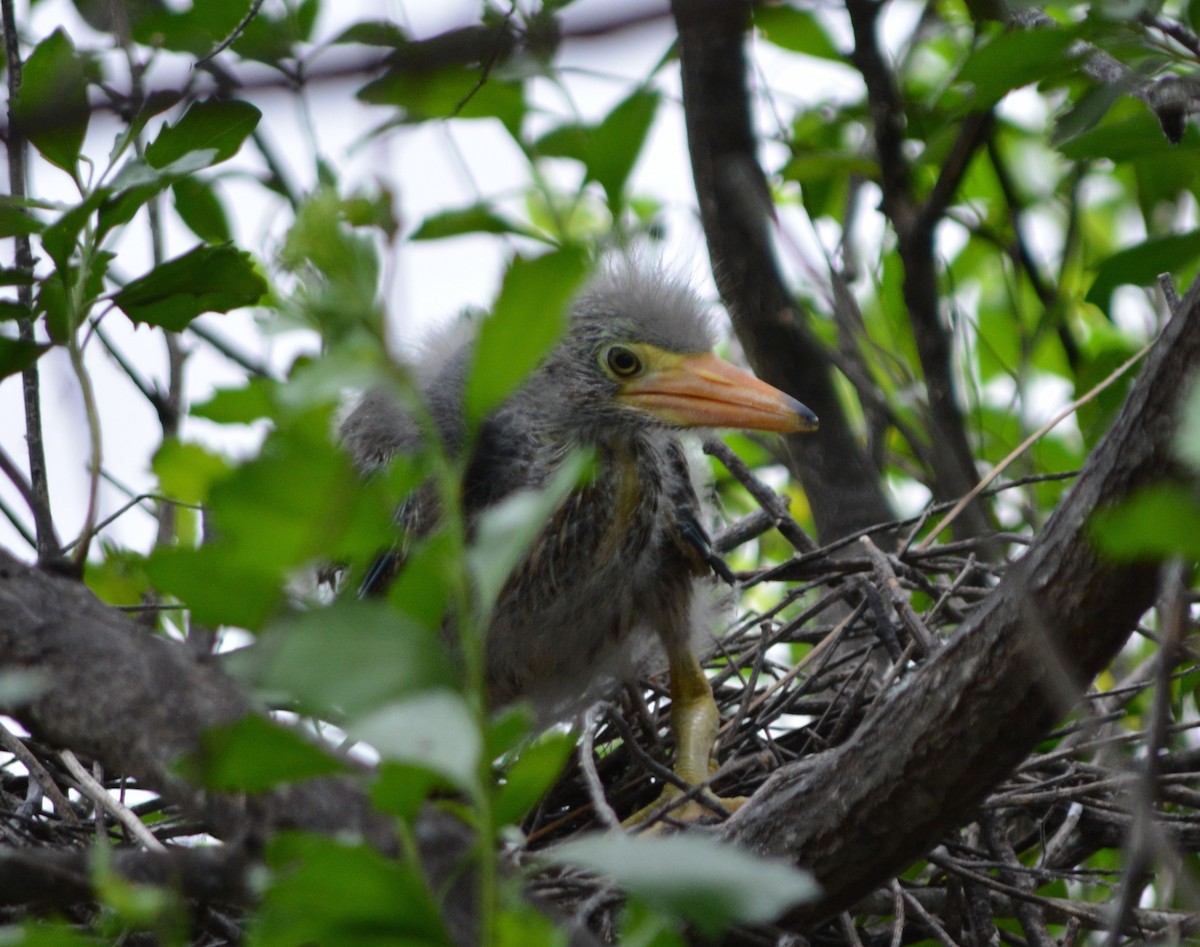 Green Heron - ML26965971