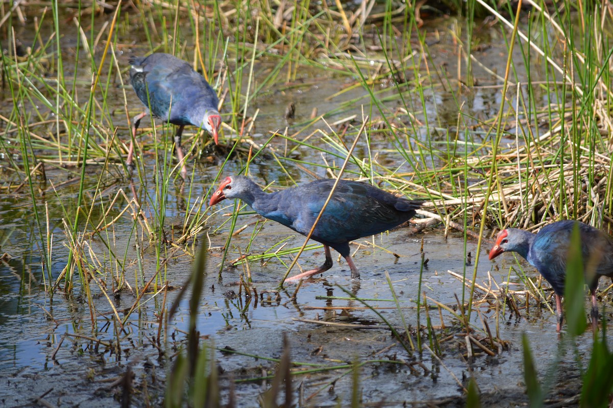 Gray-headed Swamphen - Kevin Dailey
