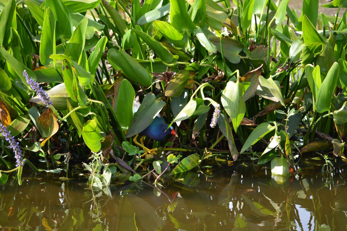 Purple Gallinule - ML26966091