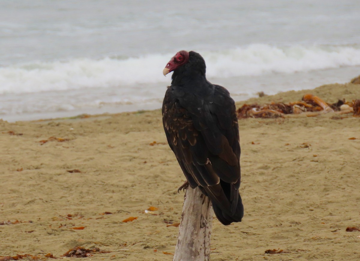 Turkey Vulture - Petra Clayton