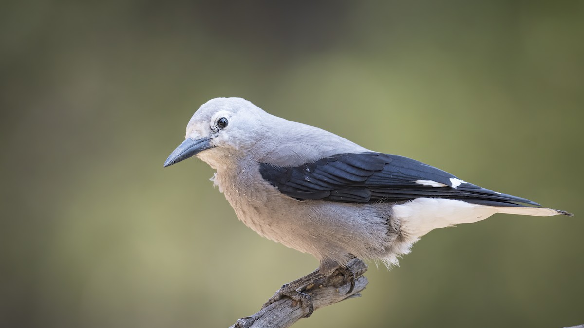 Clark's Nutcracker - ML269663051