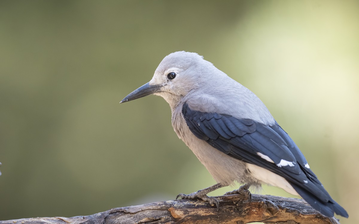 Clark's Nutcracker - ML269663061