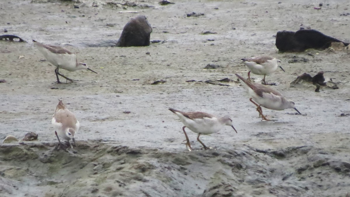 Wilson's Phalarope - ML269663881