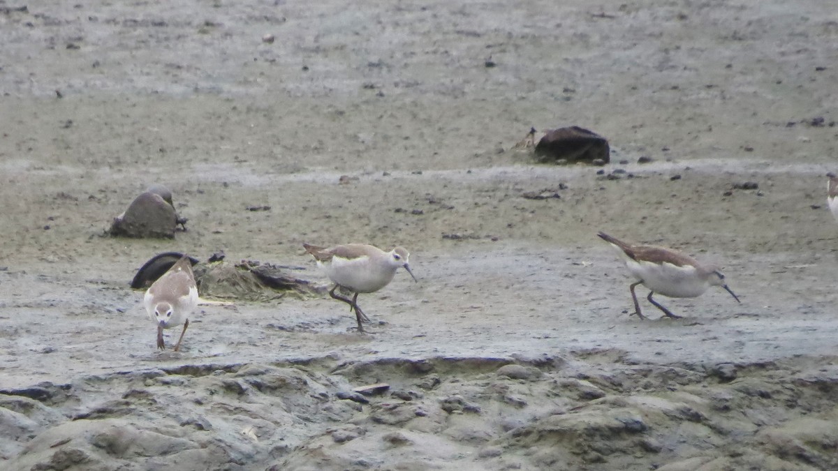 Wilson's Phalarope - ML269663921