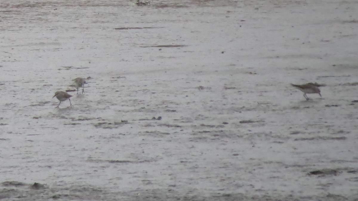 Calidris sp. - Rafael Tosi