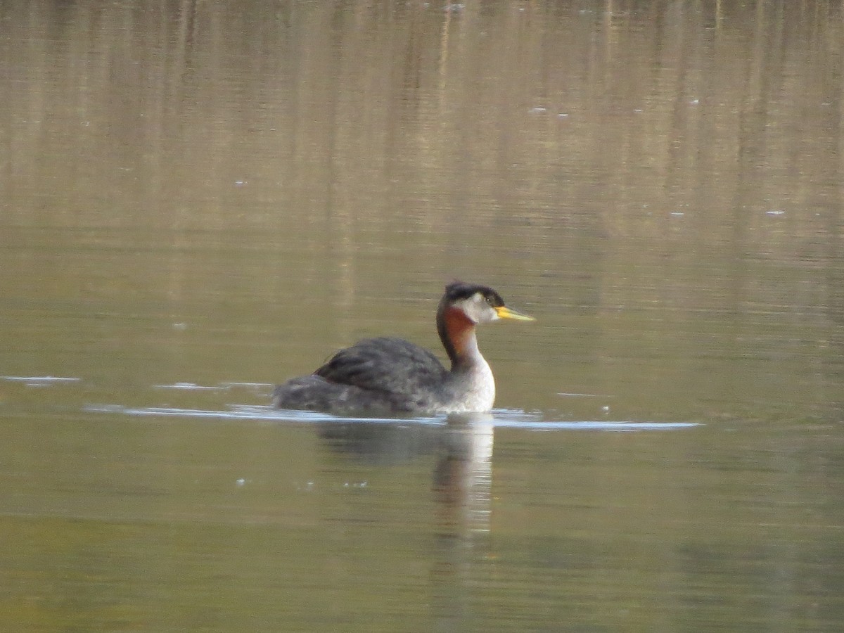 Red-necked Grebe - ML269665421