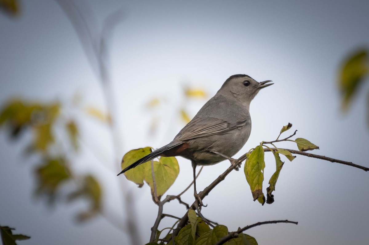 Gray Catbird - ML269666901