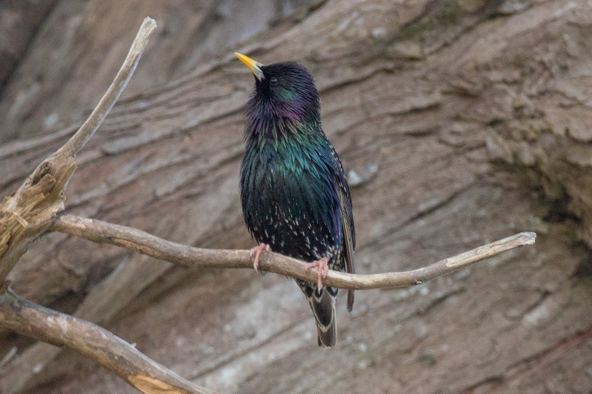 European Starling - ML269667131