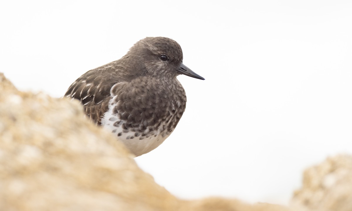 Black Turnstone - Paul Fenwick