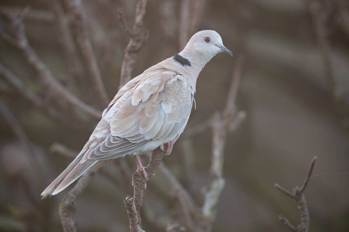 African Collared-Dove - ML269668461