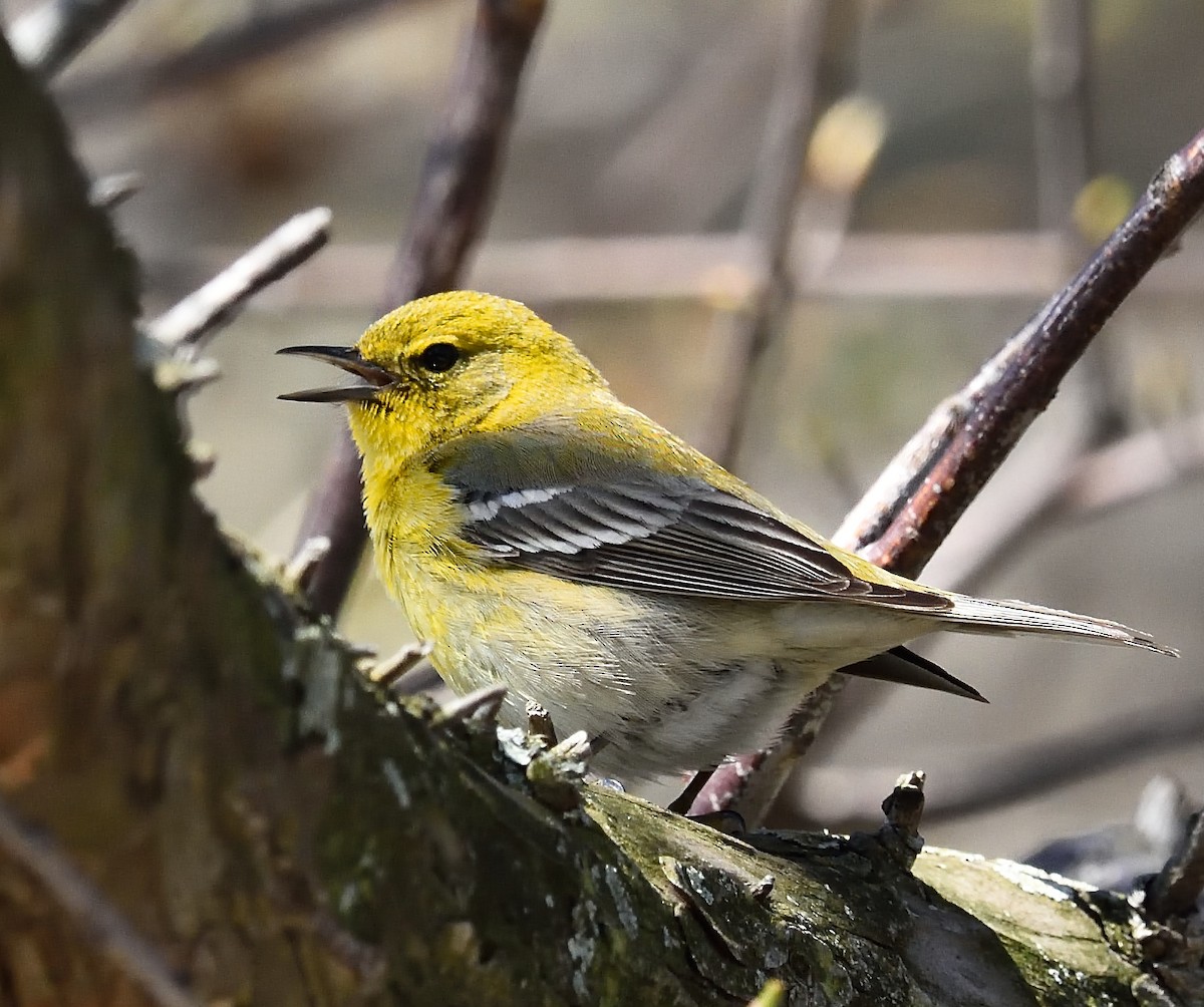 Pine Warbler - ML26967051