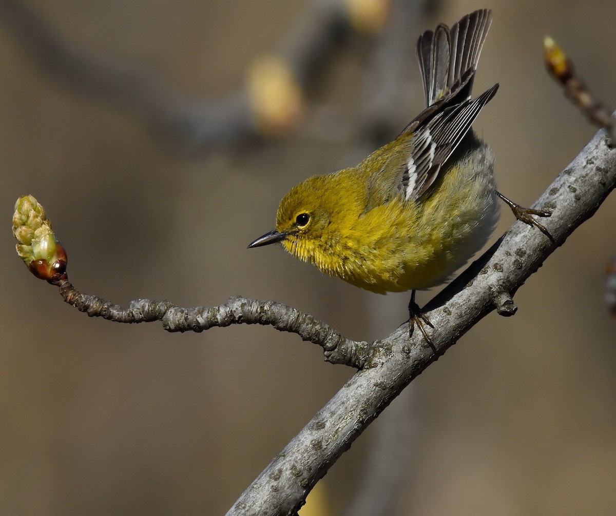 Pine Warbler - ML26967071