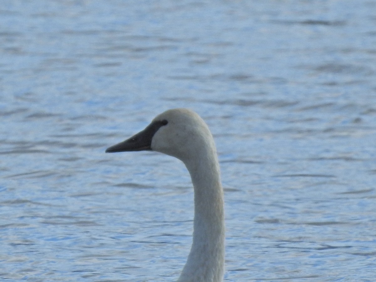 Trumpeter Swan - ML269670881