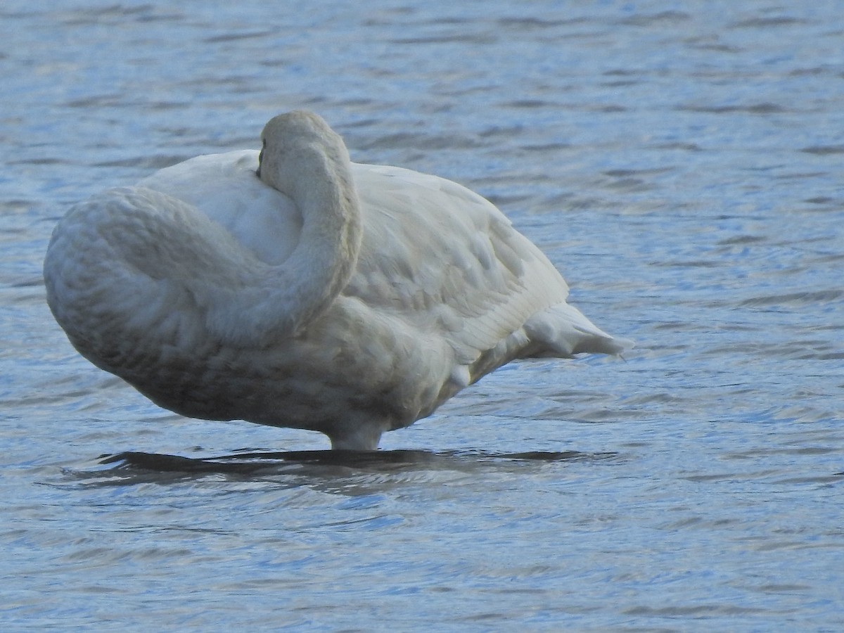 Trumpeter Swan - ML269670891