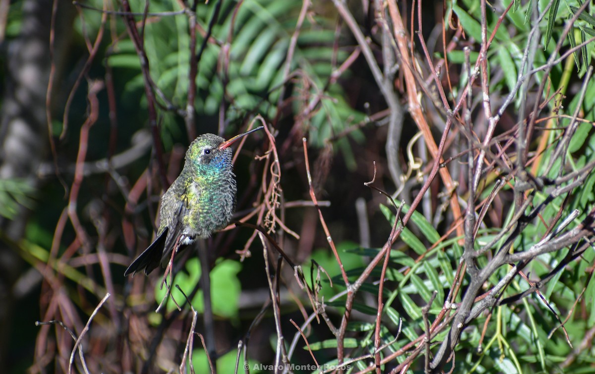 Broad-billed Hummingbird - Alvaro  Monter Pozos