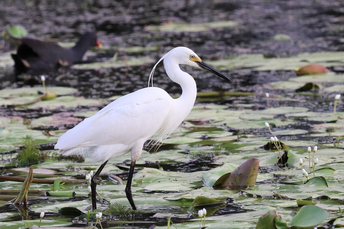 Little Egret - ML269671911