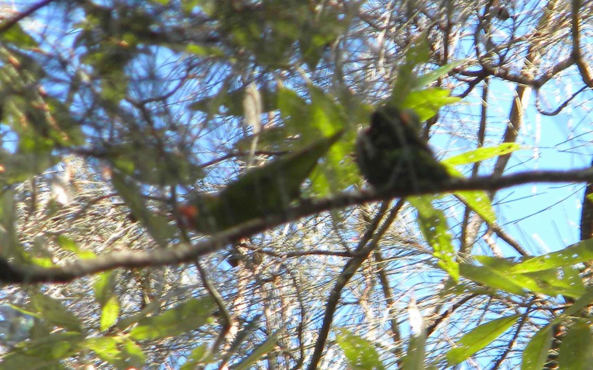 Little Lorikeet - Rob Child