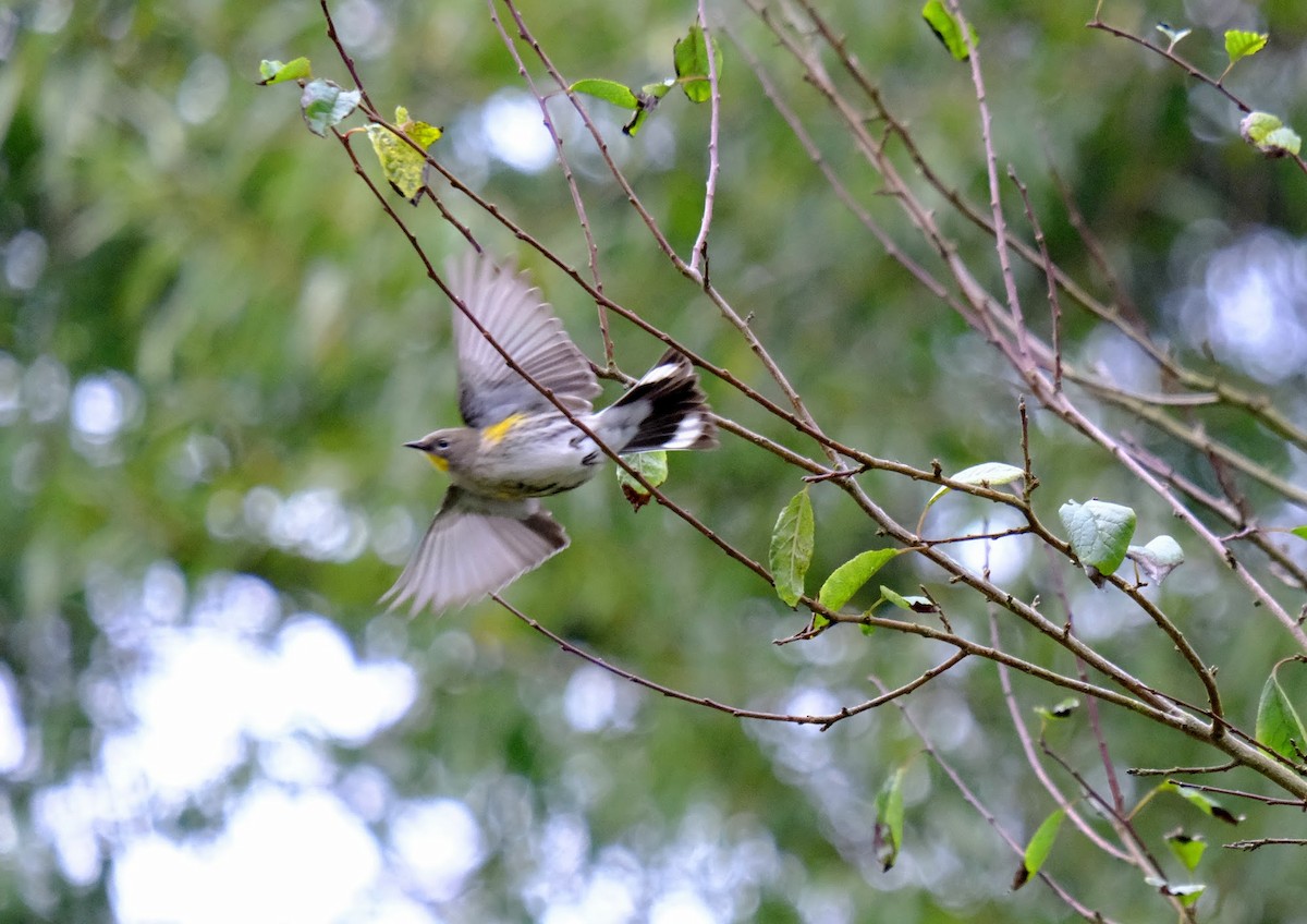 Yellow-rumped Warbler - Rajan Rao