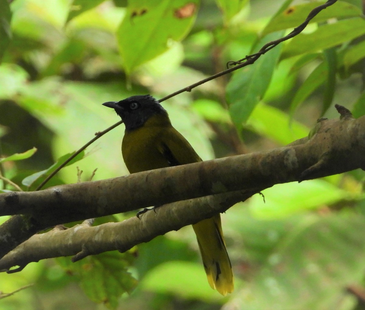 Black-headed Bulbul - ML269675691